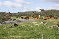 /album/galeria-de-fotos-beira-alta/a218121-212106908807882-7442215-n-jpg/