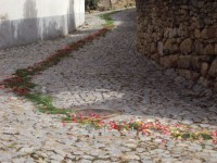 /album/galeria-de-fotos-castelo-bom/a8075-425049417534244-1308909654-n-jpg/