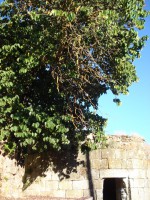 /album/galeria-de-fotos-castelo-bom/dsc01843-jpg/