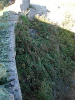 /album/galeria-de-fotos-castelo-bom/dsc01846-jpg/