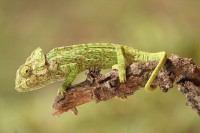 /album/galeria-de-fotos-portugal/a800px-chameleo-jpg/